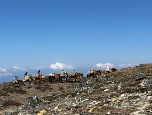 Horses on trek
